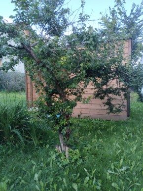 Коллективный сад номер 7, участок 58 в Гурзуфе - gurzuf.yutvil.ru - фото 28 Коллективный сад номер 7, участок 58 в Гурзуфе - gurzuf.yutvil.ru - фото 28