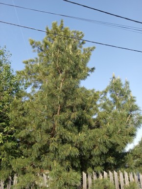 ул. Полынная,29 в Гурзуфе - gurzuf.yutvil.ru - фото 18